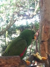 Bird eating at Wildlife Habitat Port Douglas
