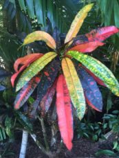 Colorful Plant found in Port Douglas