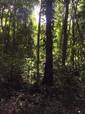Daintree Rainforest and Mossman Gorge sun filtering