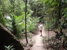 David Daintree Rainforest