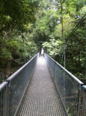 Mossman Gorge bridge
