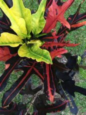 Tropical Plant Red Foliage Port Douglas