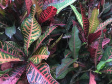 Port Douglas Tropical Plant Red Foliage