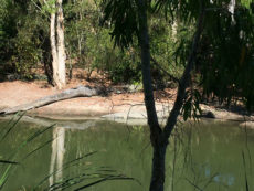 Spot the croc at Hartleys Port Douglas