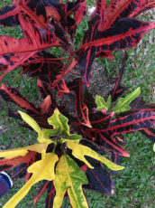 Tropical Plant Red Foliage Port Douglas