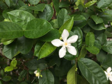 White Flower Port Douglas