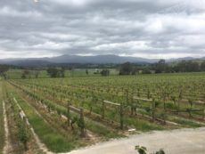 YARRA YERING VINEYARDS Victoria Australia