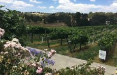 Hahndorf hill winery