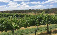 Hahndorf hill winery