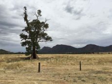 The Cazneaux Tree