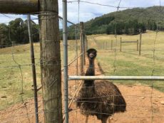 Emu behind fence at Red Stag Deer Farm