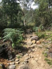 Eurobin Falls trail rock steps