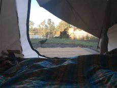 View from our tent in the morning Mildura