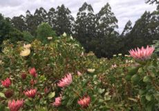 Proteas Dandenong Ranges Botanic Garden