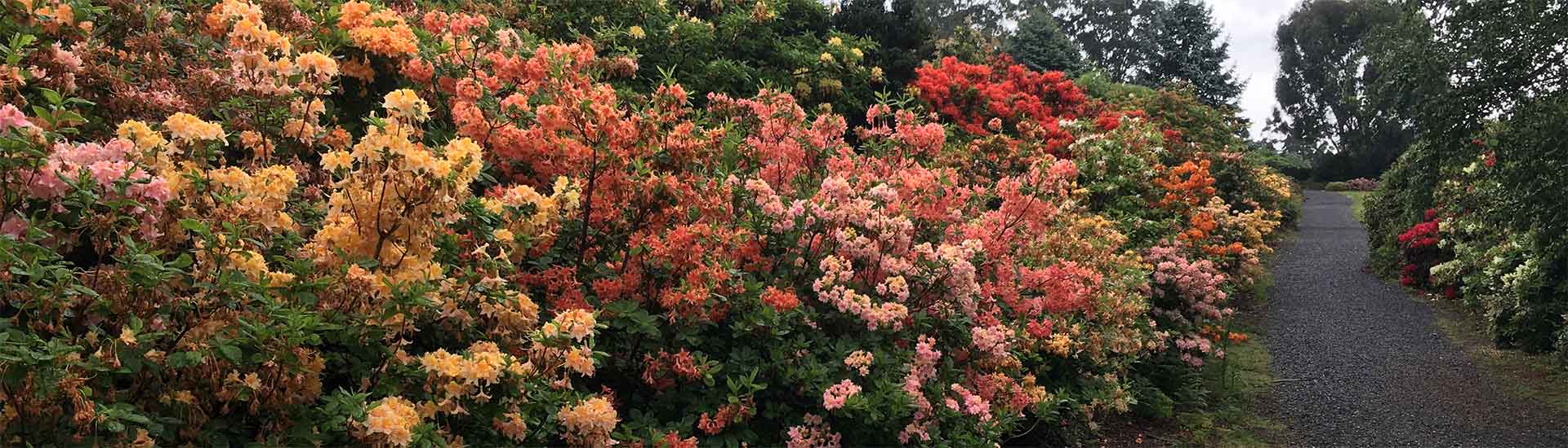 Dandenong Ranges Botanic Garden ( formally the "National Rhododendron Garden" ) | November