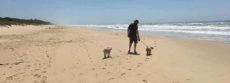 David walking the dogs on Woodside beach
