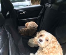 Dogs waiting in car. Not allowed to get out.