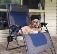 Fudge enjoying the Oztrail Sun Lounge Jumbo Chair