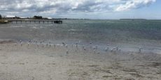 Port Albert Sea Gulls