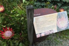 Proteas Sign | Dandenong Ranges Botanic Garden ( formally the "National Rhododendron Garden" )