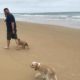 Woodside dog friendly beach