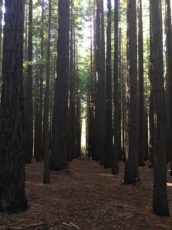 Californian Redwood tree plantation located just out of Warburton in Victoria Australia