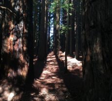 Redwood Forest, Warburton