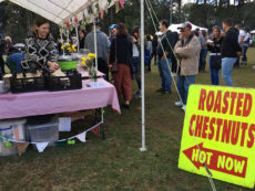 Roasted Chestnuts at the Kalorama Chestnut Festival