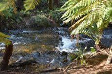River - Redwood Forest Warburton