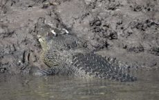 Crocodile Lady Douglas River Cruise
