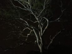 Beautiful Old gum tree lit up - Mitchell River Bairnsdale