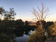 Sunset walk along Mitchell River